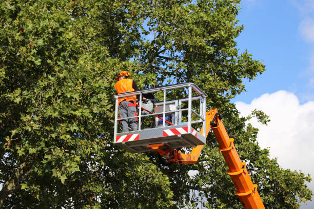 Best Tree Removal Services  in Horace, ND